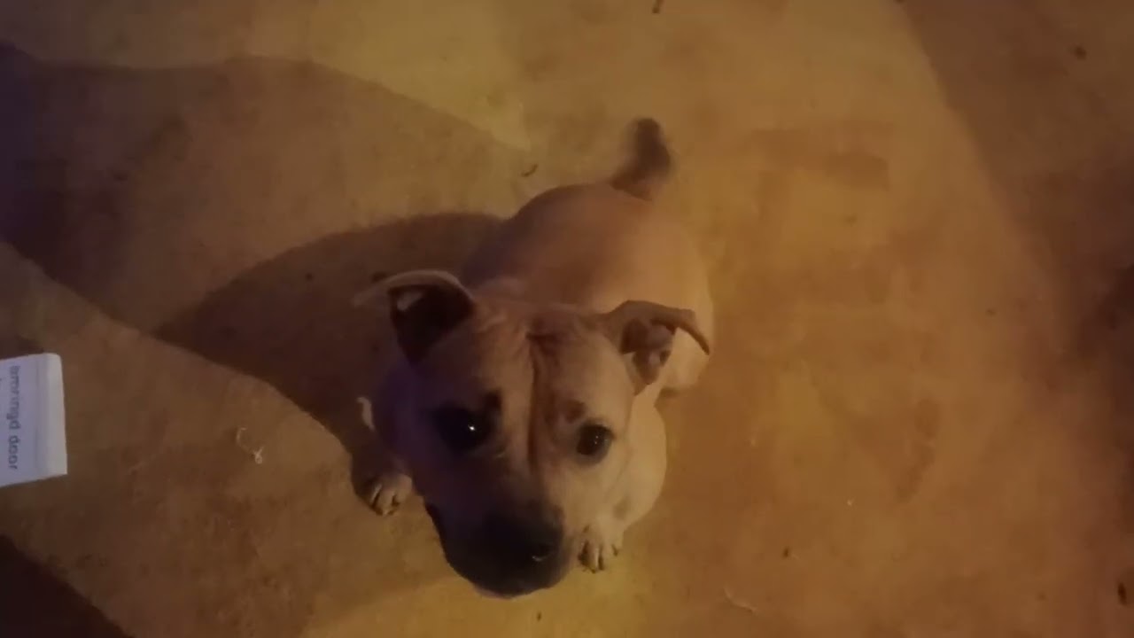 Gekke Fien doet kunstjes