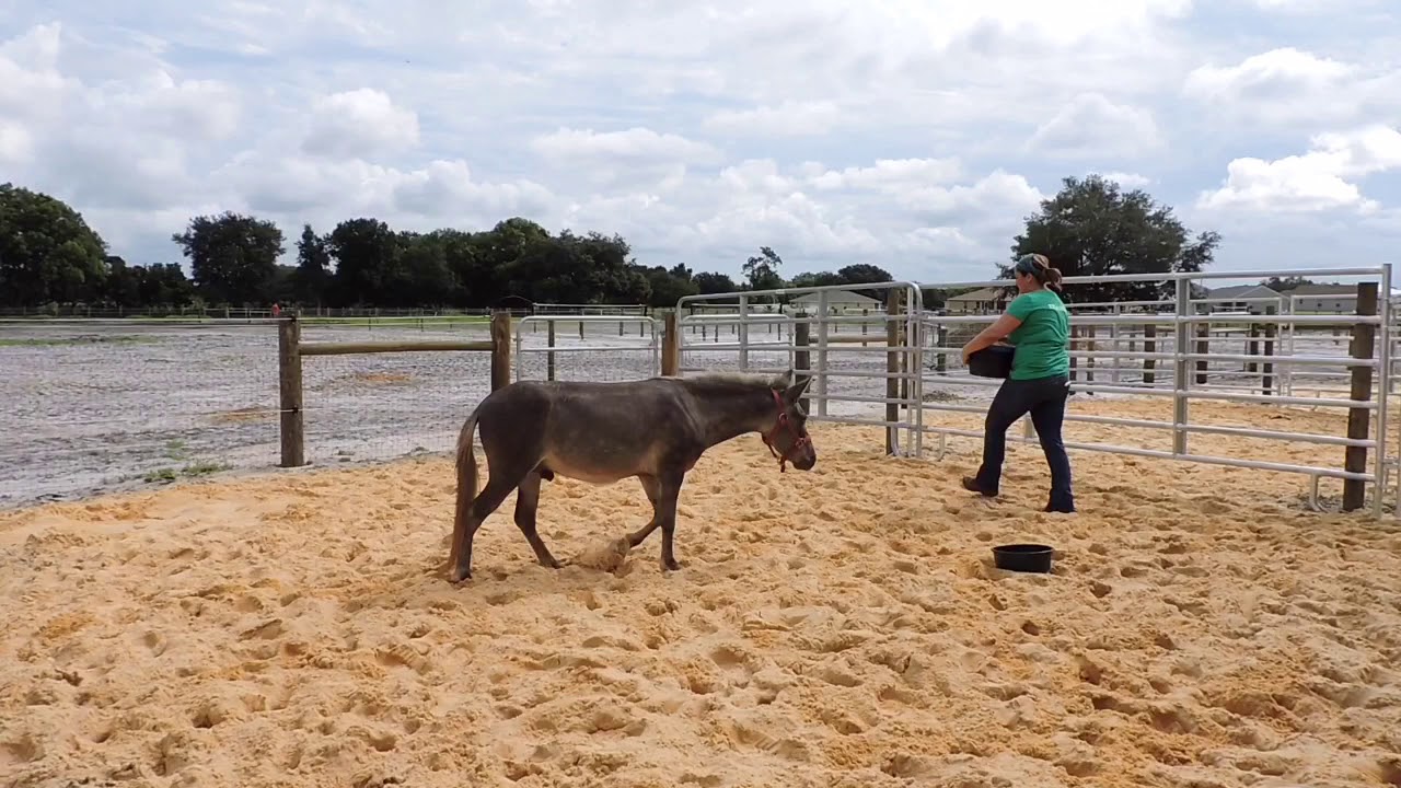 Mini Mule Training