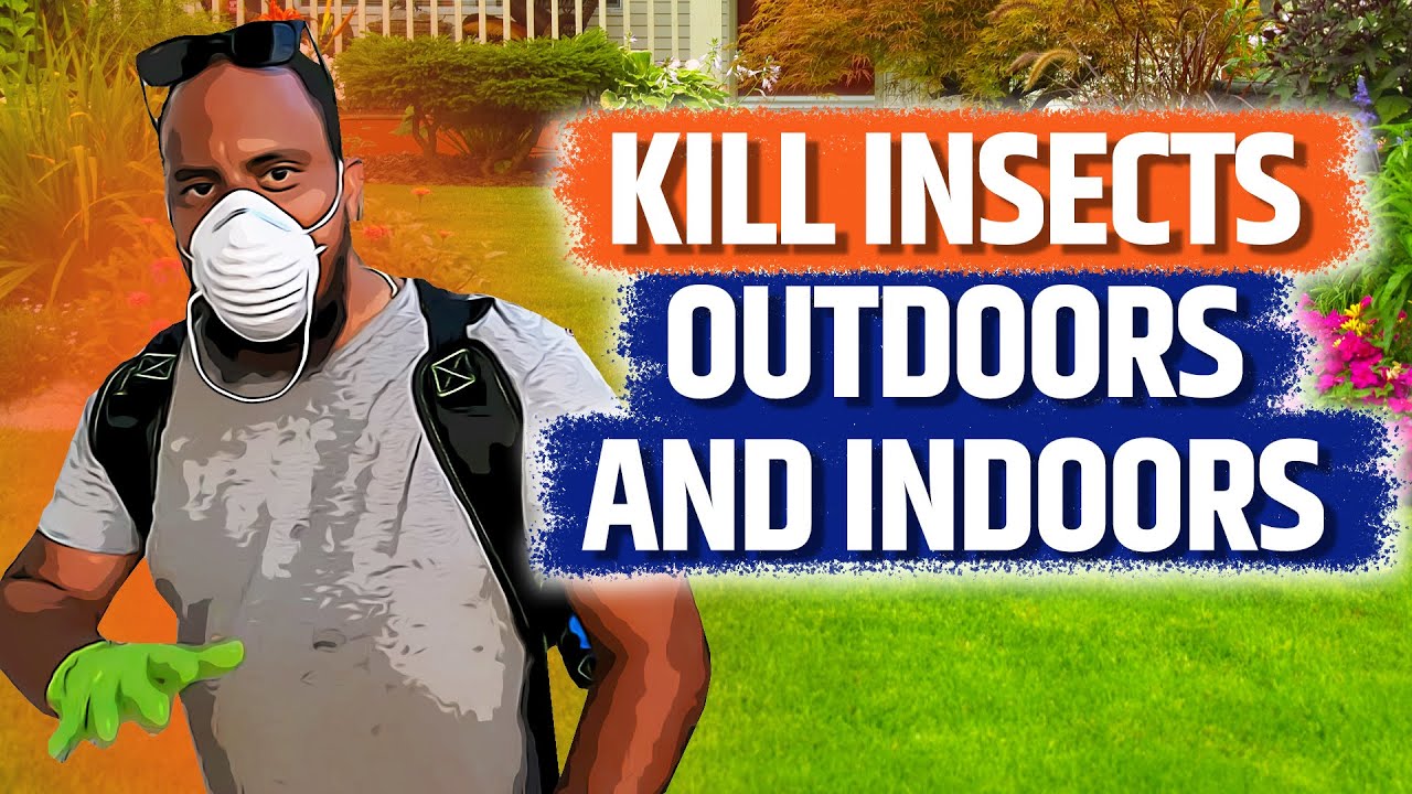 Do it yourself pest control! Indoor and outdoor treatment step by step