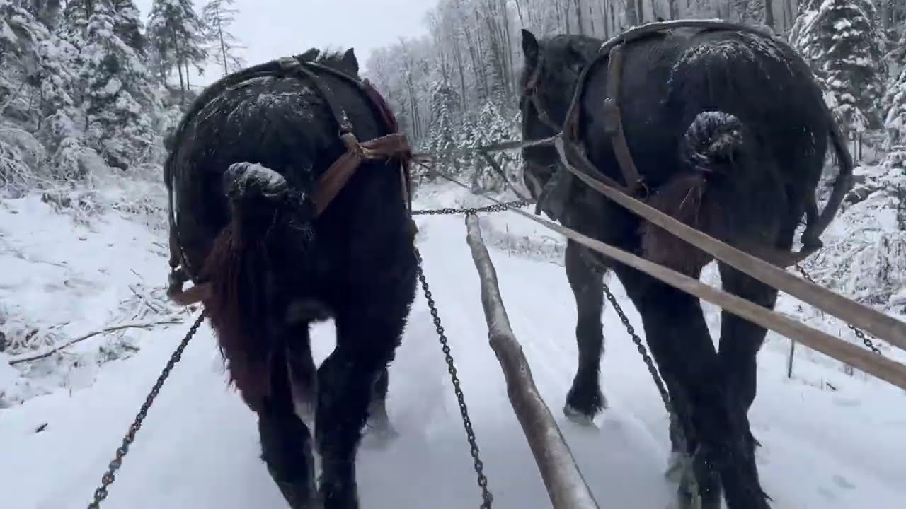 ⁉️ПРОКАТАЛИСЯ 🐴КІНЬМИ 🌲❄️ЗИМОВИМ ЛІСОМ👍🏼