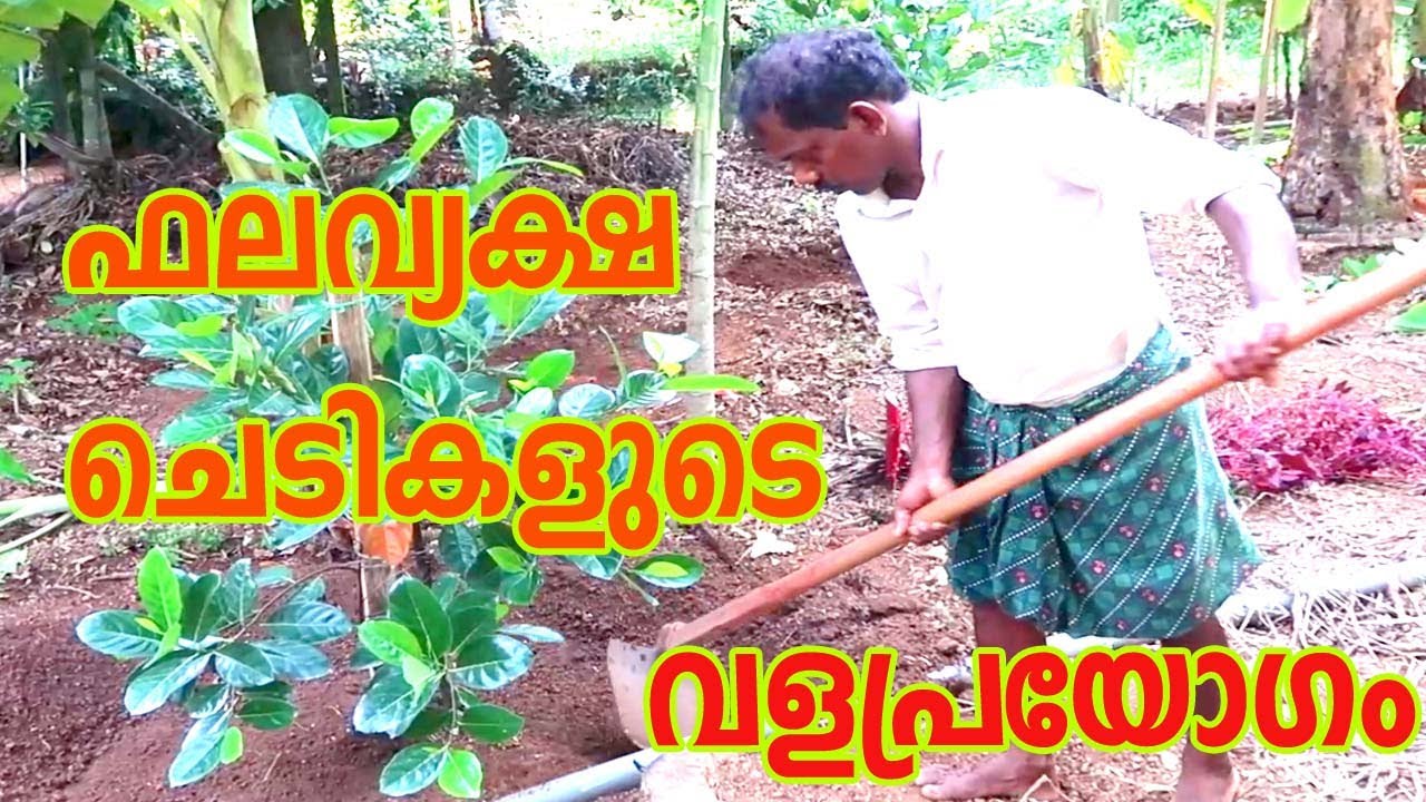 ഫലവ്യക്ഷ തൈകളുടെ വളപ്രയോഗം Fruit and Vegetable Plant Fertilizer