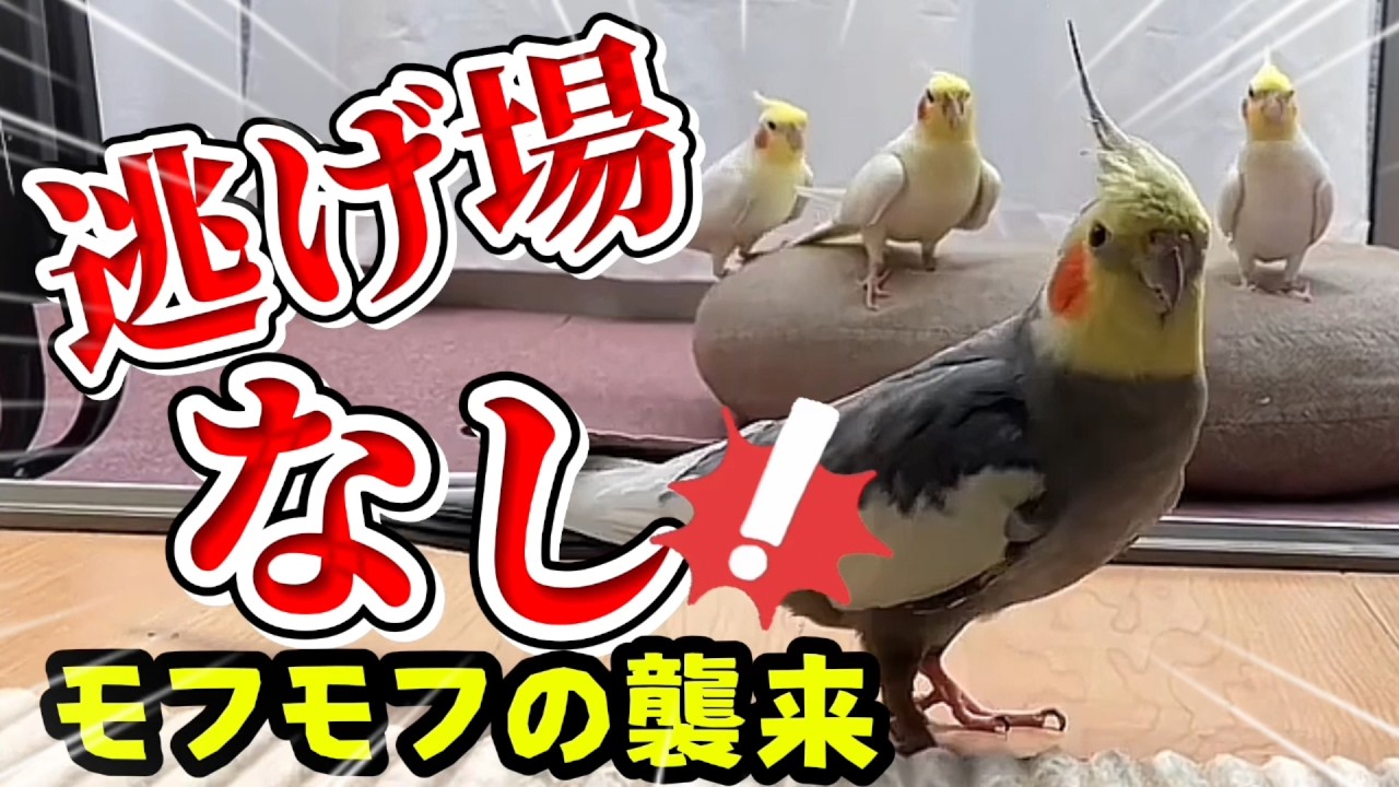 迫り来るモフモフが尊すぎてジワる。オカメインコ「モモヒキ隊」の密着1か月‼️奇跡の19歳から甘えん坊の無限ループまで【ASMR】 #Cockatiel #オカメインコ #鳥 #ペットのいる暮らし