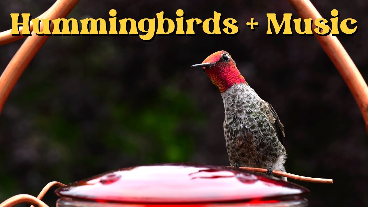 Hummingbirds at the Feeder (1 Hour Lofi Music) Vol. 1