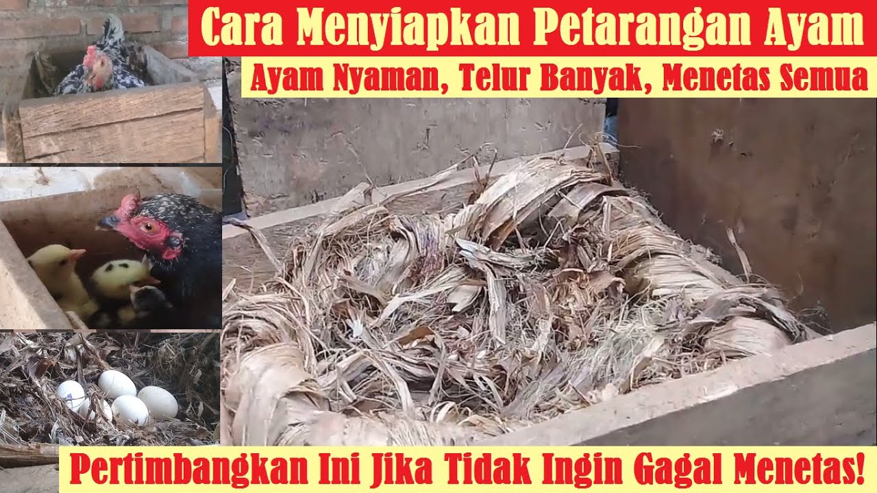 Menyiapkan Petarangan Ayam yang Mau Bertelur