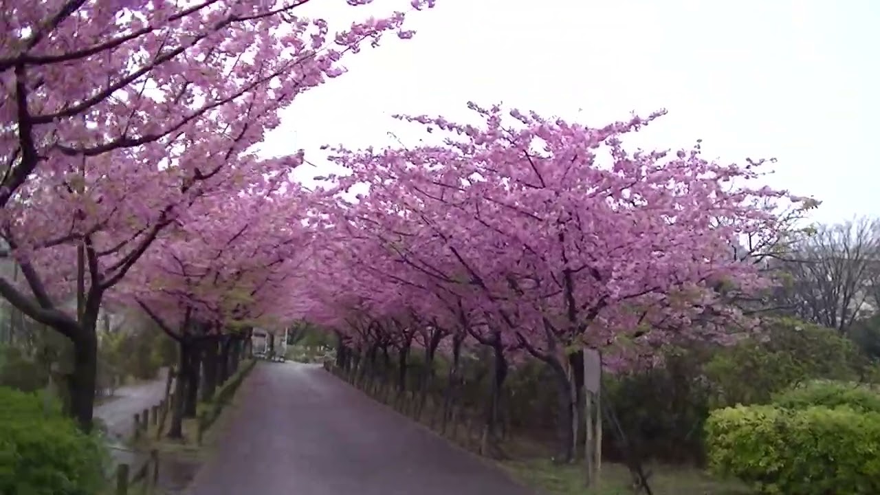 『なぎさ公園』①
