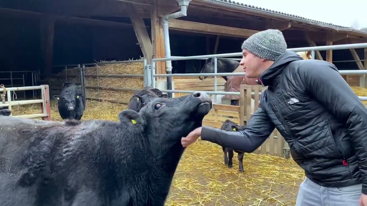 lowline Cattle – Minis für Direktvermarkter
