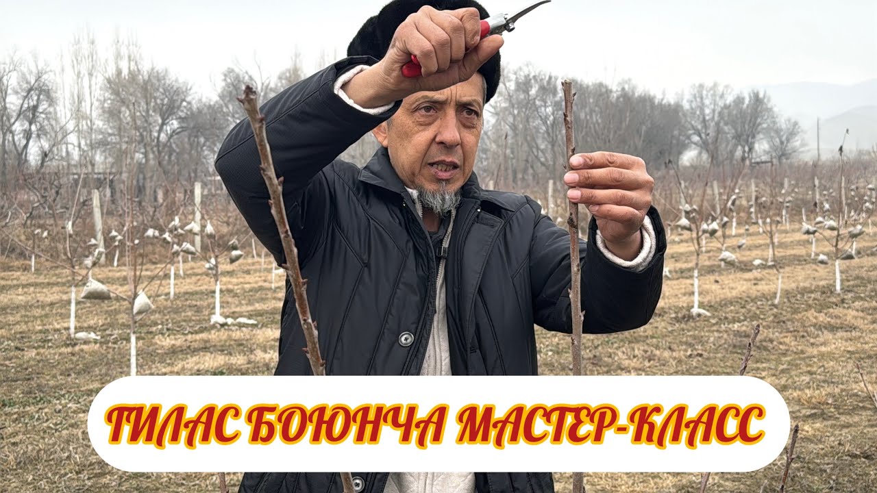 ГИЛАС БОЮНЧА МАСТЕР-КЛАСС КЫРГЫЗСТАН 🇰🇬 ТААНЫМАЛ БАГБАН ТАВАККАЛ АКАДАН /2- БОЛУМ