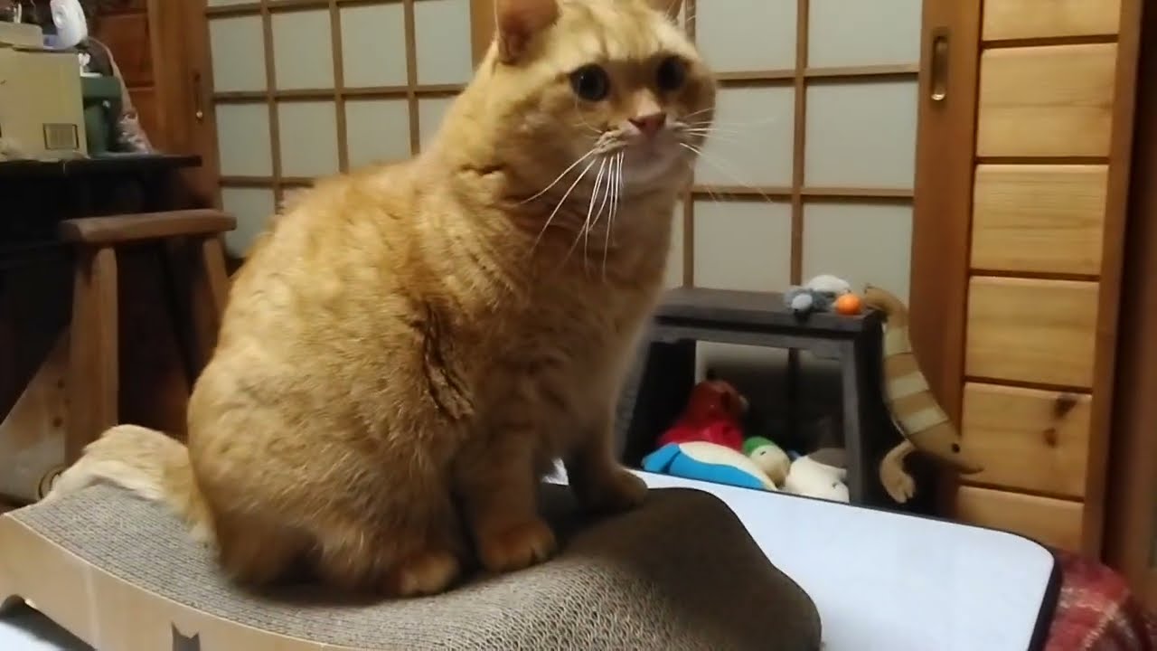 今日も爪とぎから一日スタート