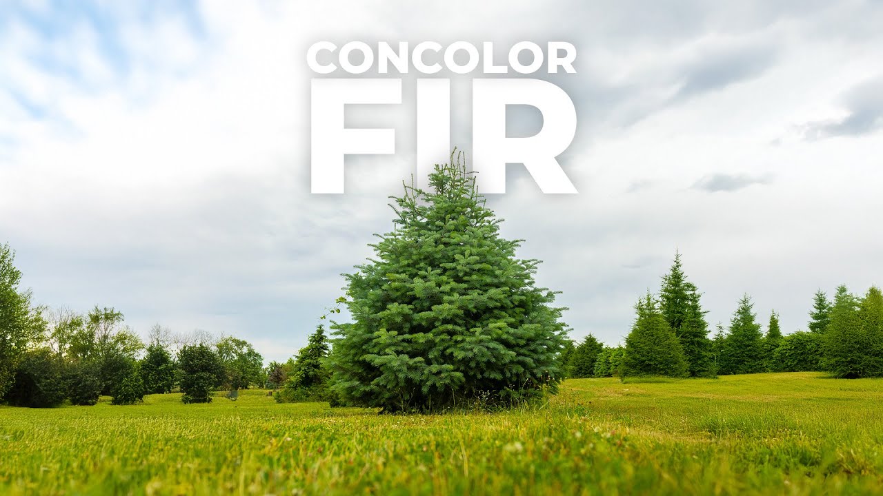 Concolor Fir: Tree Of The Week