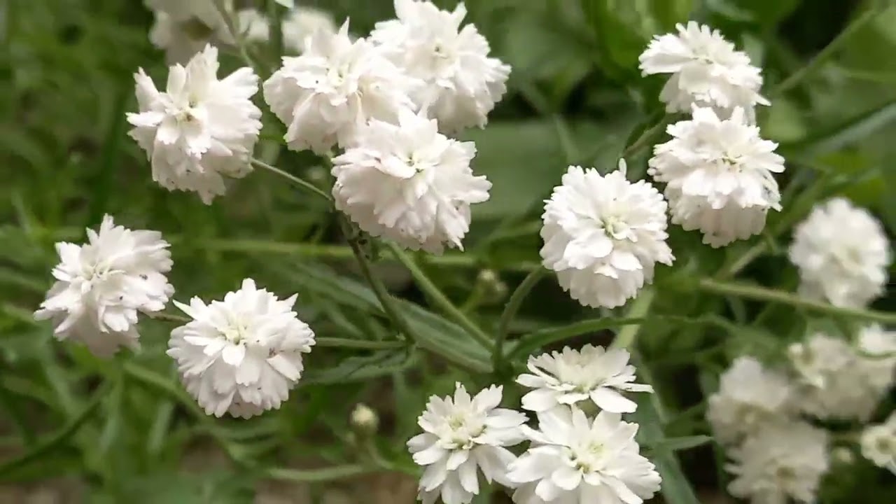 Achillea ptarmica 'The Pearl' medicinal plant