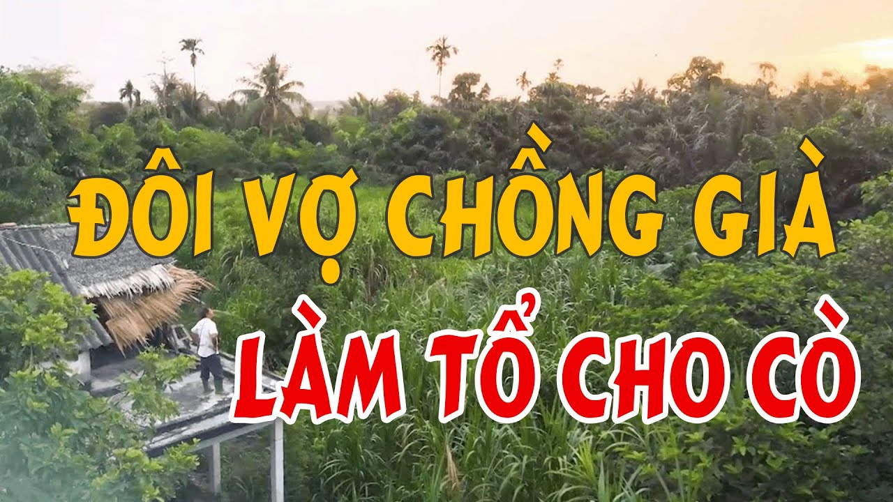 Đôi vợ chồng già thích làm tổ cho cò | MIỀN TÂY XƯA