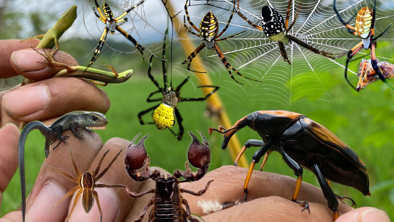 hunt and observe insects, beetles, lizards, spiders