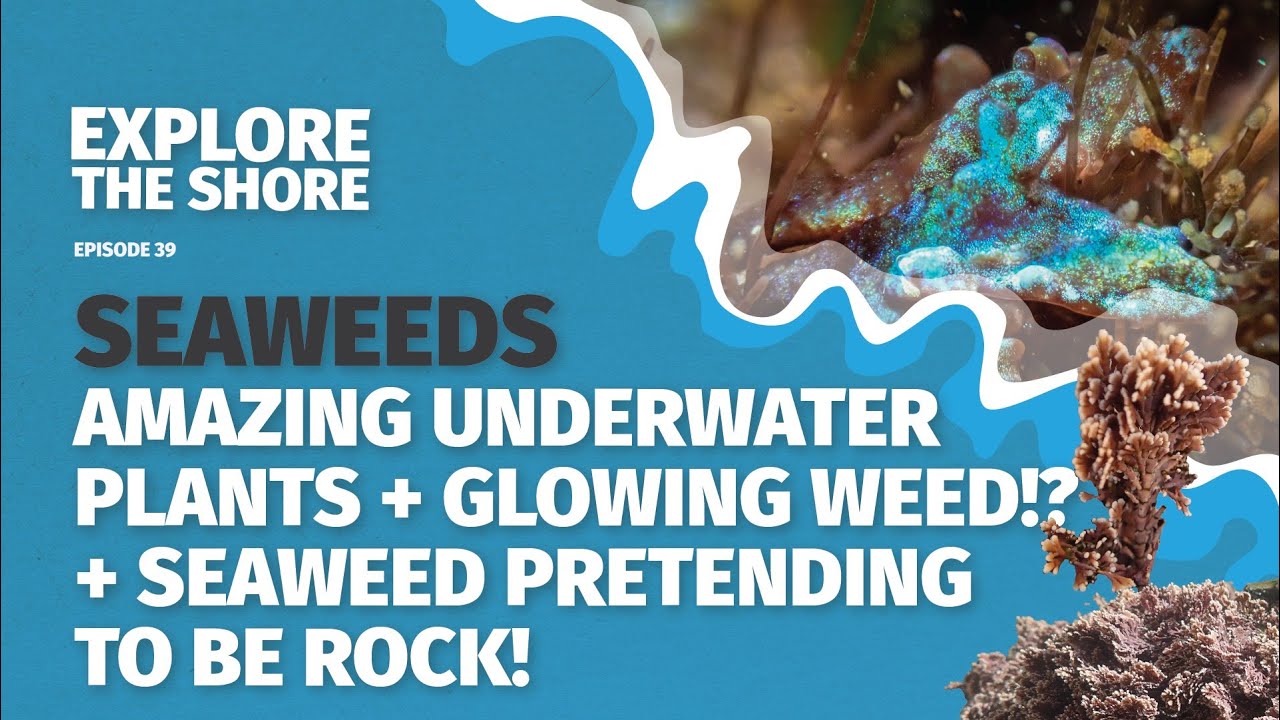 Seaweeds- amazing underwater plants, glowing weeds and seaweeds pretending to be a rock!
