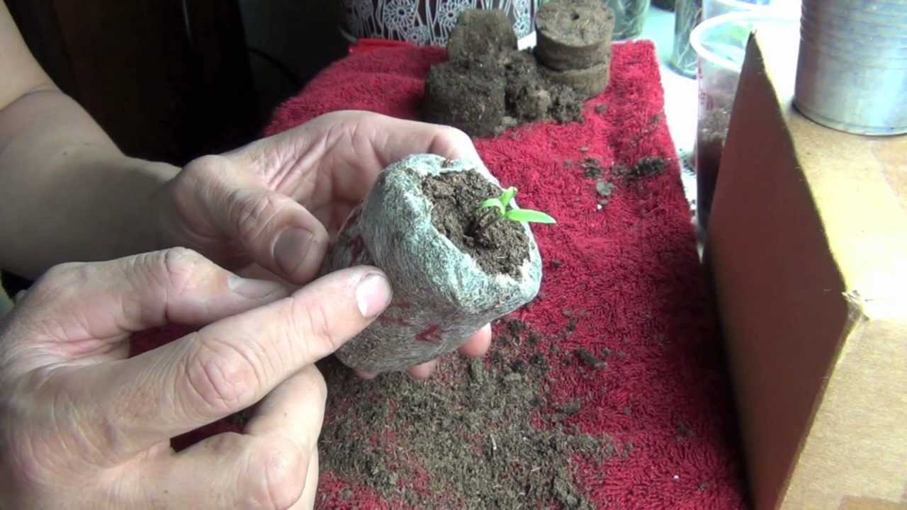 Transplanting Jiffy Peat Pots