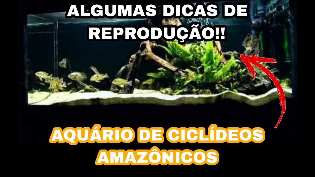 DICAS DE REPRODU&Ccedil;&Atilde;O - AMAZ&Ocirc;NICOS E AMERICANOS!!!
