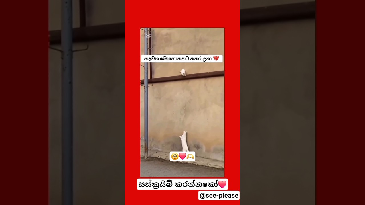 සසරම අත්නොහරි අම්මා🥺💔#shorts #ammakiyala #withoutvoice #automobile #dj #srilanka#trending #song#cat