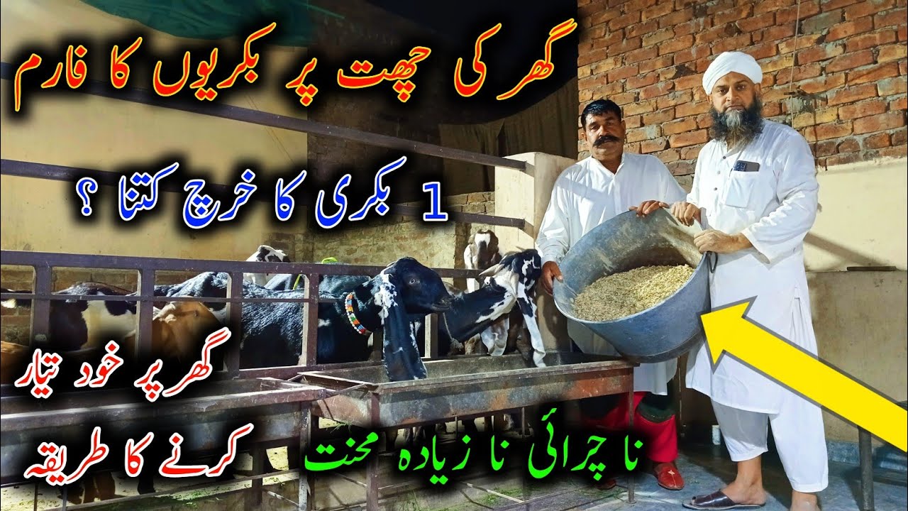Best Diet For Goats ON Stall Feed - RoofTop Goat Farming - Goat Wanda Formula