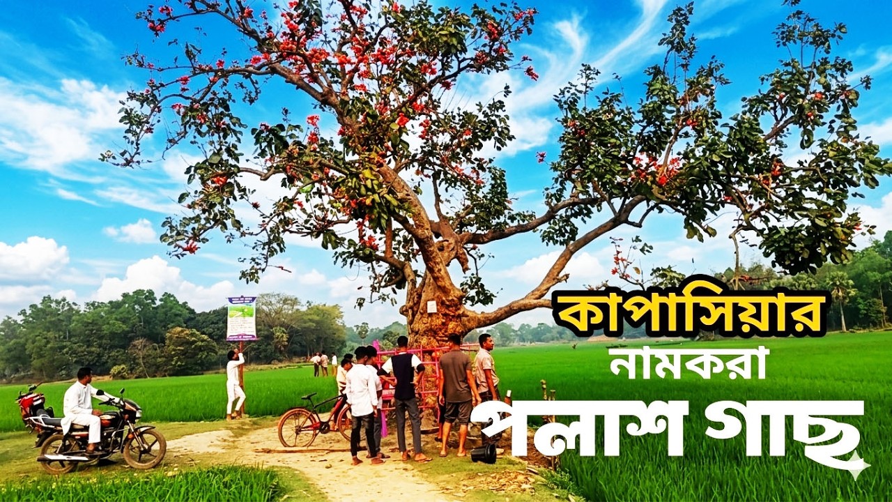 কাপাসিয়ার বিখ্যাত পলাশ গাছ 🌺 | Kapasia Famous Palash Tree | dhaka gazipur bangladesh