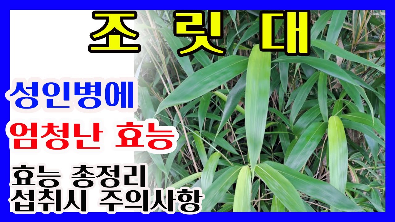 🎋조릿대(산죽)효능 총정리🎋섭취 시 주의사항❤️항암작용, 당뇨, 고혈압, 심혈관, 면역력, 항염작용, 피부미용, 이뇨작용에 뛰어난 효능❤️