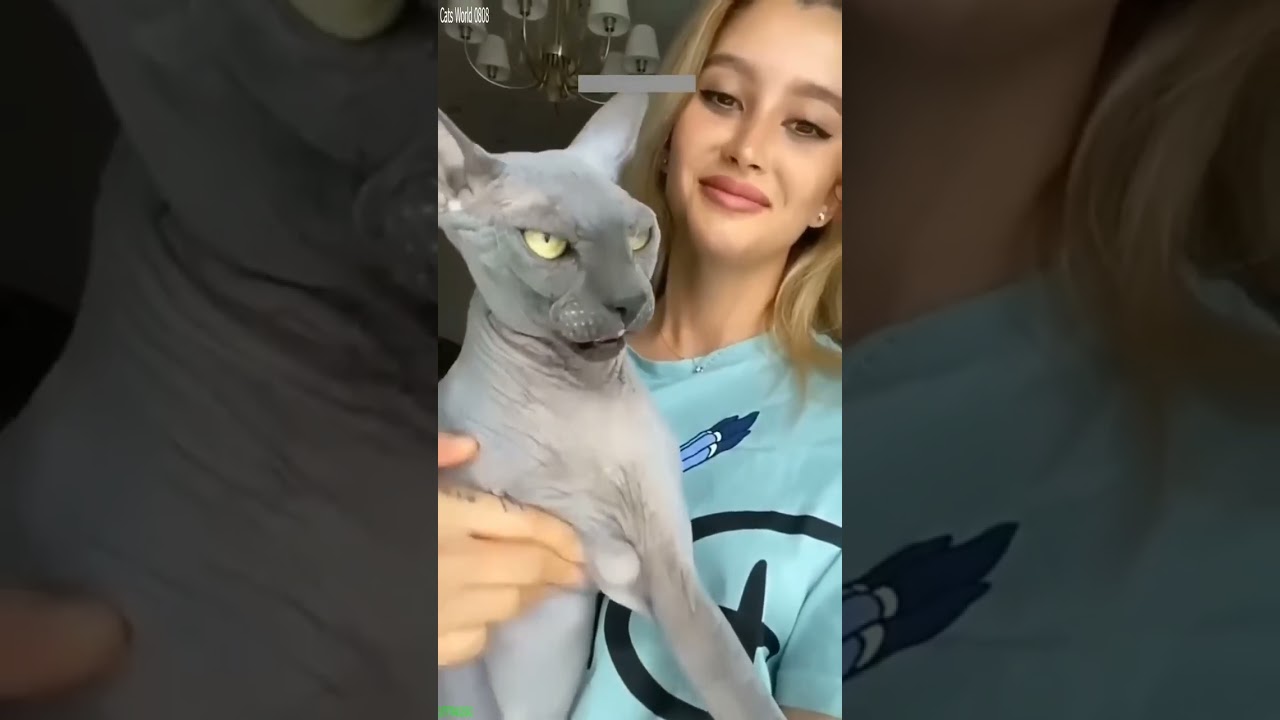 Funny Cats 2025 🐈‍⬛ Cats Being Cats 🐕 # Episode 5336