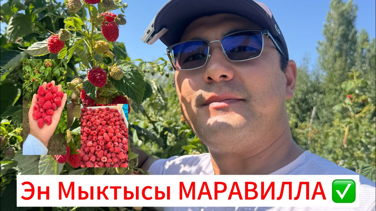 Малина Маравилла 2025-жылдын 2-тушуму бышты Дыйкандар #аксы #талас #ош #баткен #араван