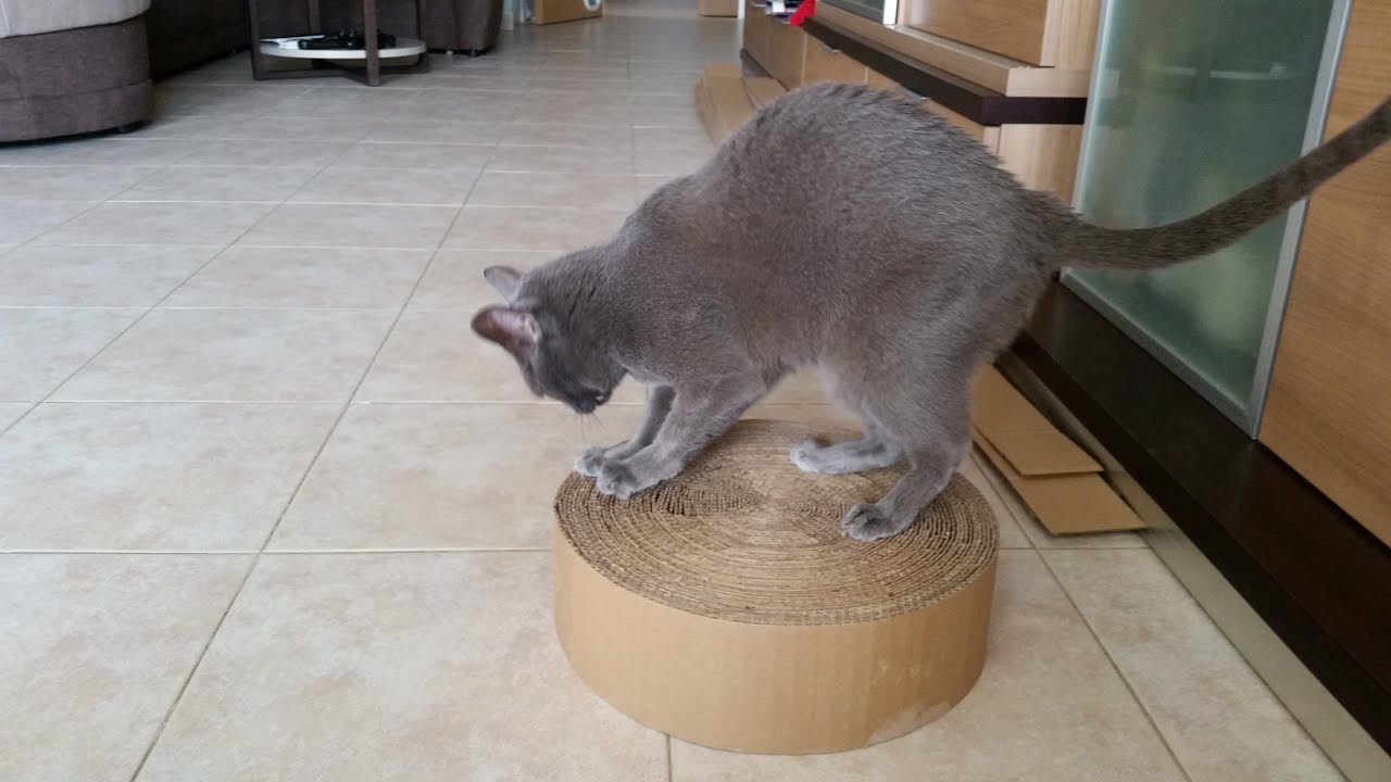 Cat Scratching Post from old boxes / Когтеточка из гофрокартона