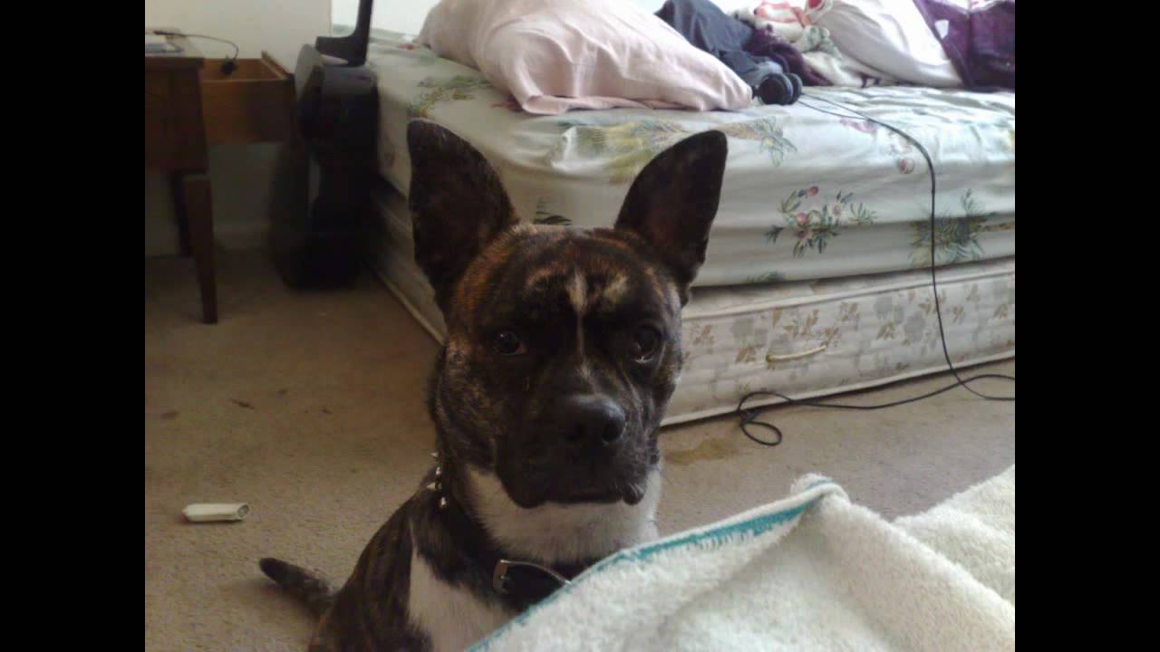Pitbull Mix Boston Terrier - EvA