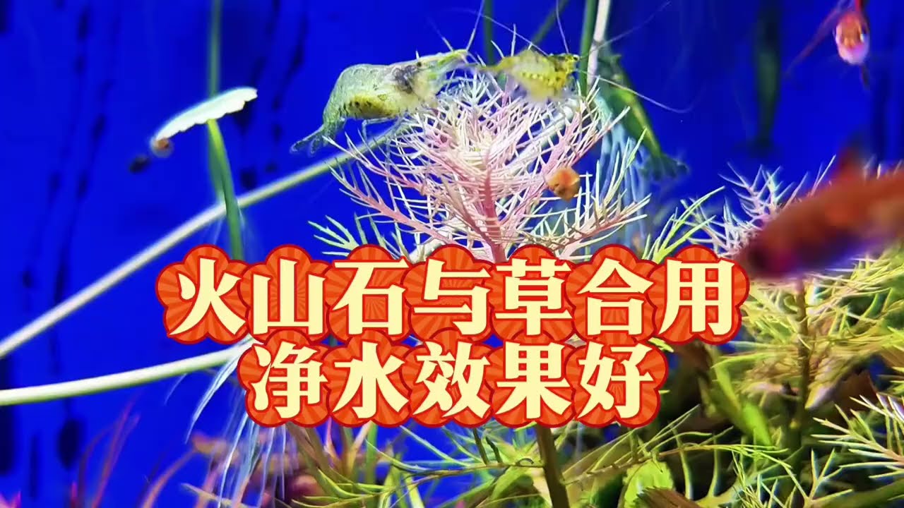 火山石古法生態缸養魚，火山石顆粒底砂與水草植物聯合使用淨化水質的優點教程