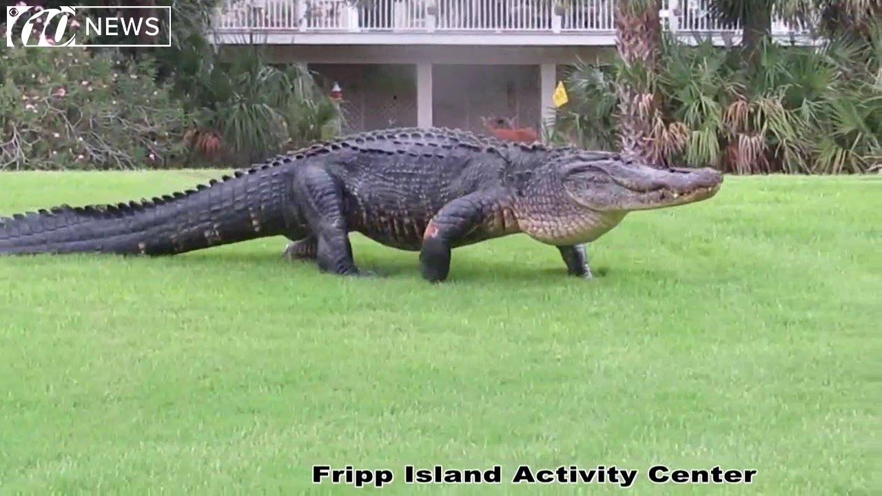 Massive gator takes stroll on South Carolina golf course
