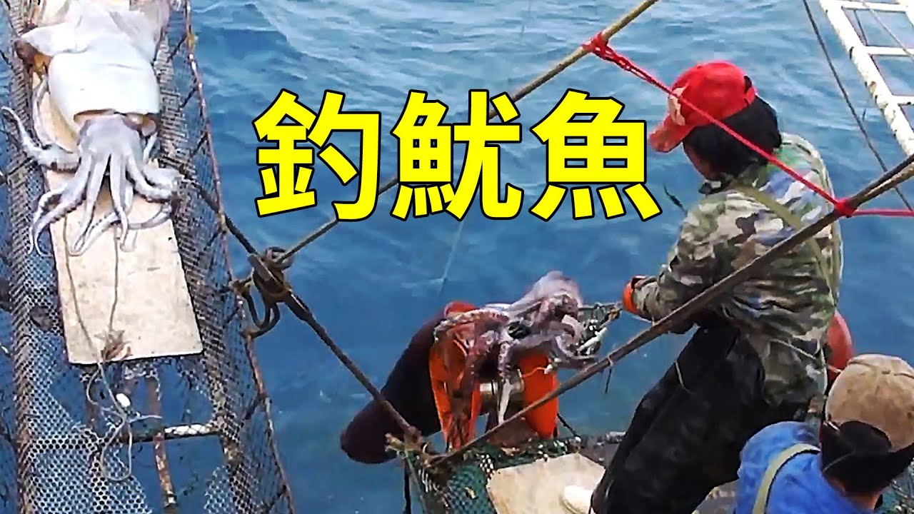 為什麼魷魚那麼便宜？遠洋魷釣船出海作業告訴你答案