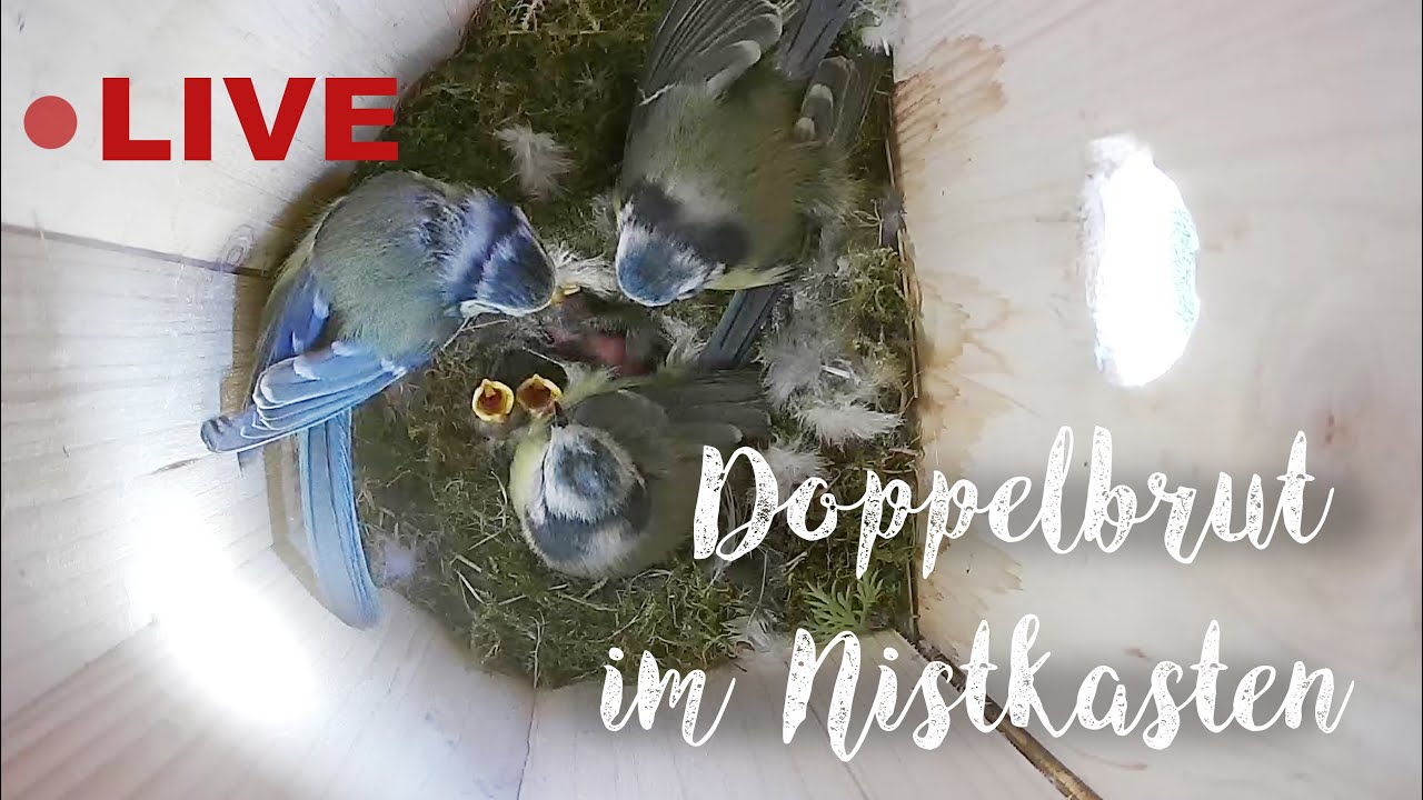 Doppelbrut der Blaumeisen am 01.05.2025 / two blue tit females share one nesting box