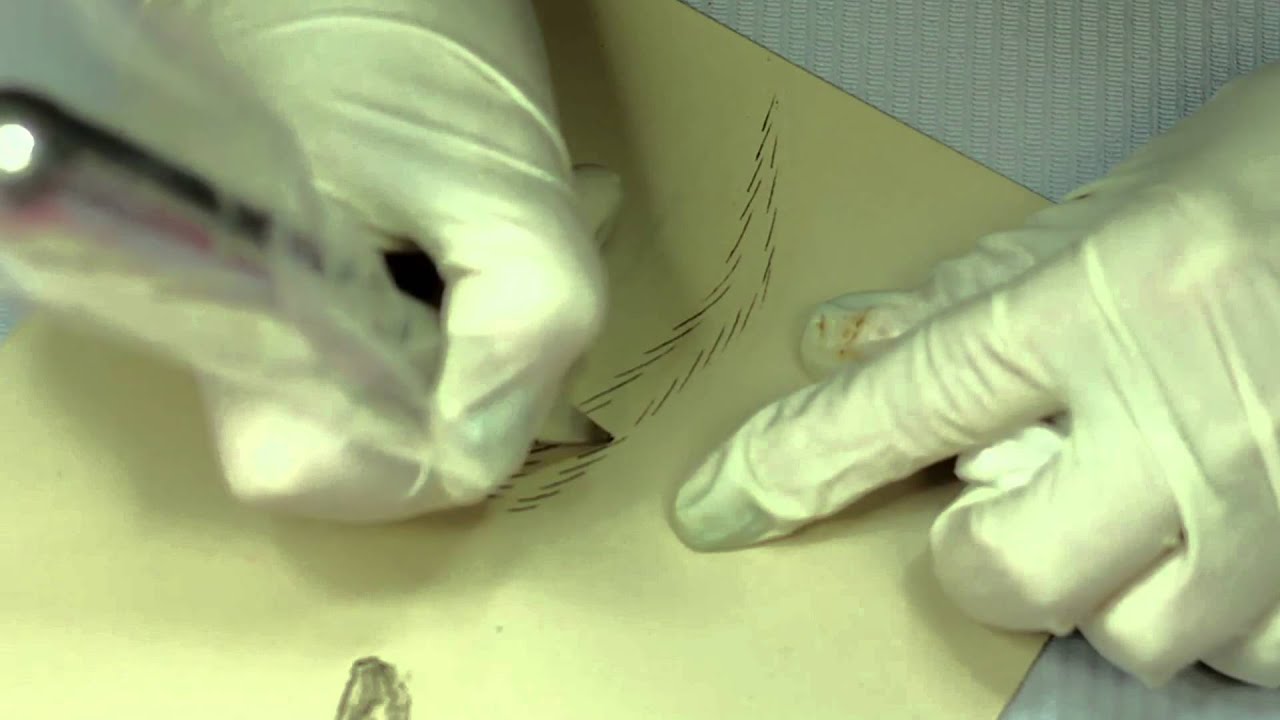 Julia Rozgon - Micropigmentación de Cejas - Goldeneye Ucrania