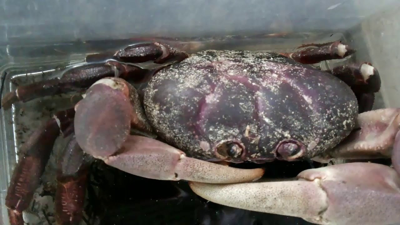 Gecarcoidea Lalandii Giant Size