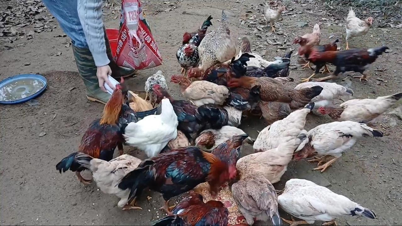 Quá trình cho gà ăn