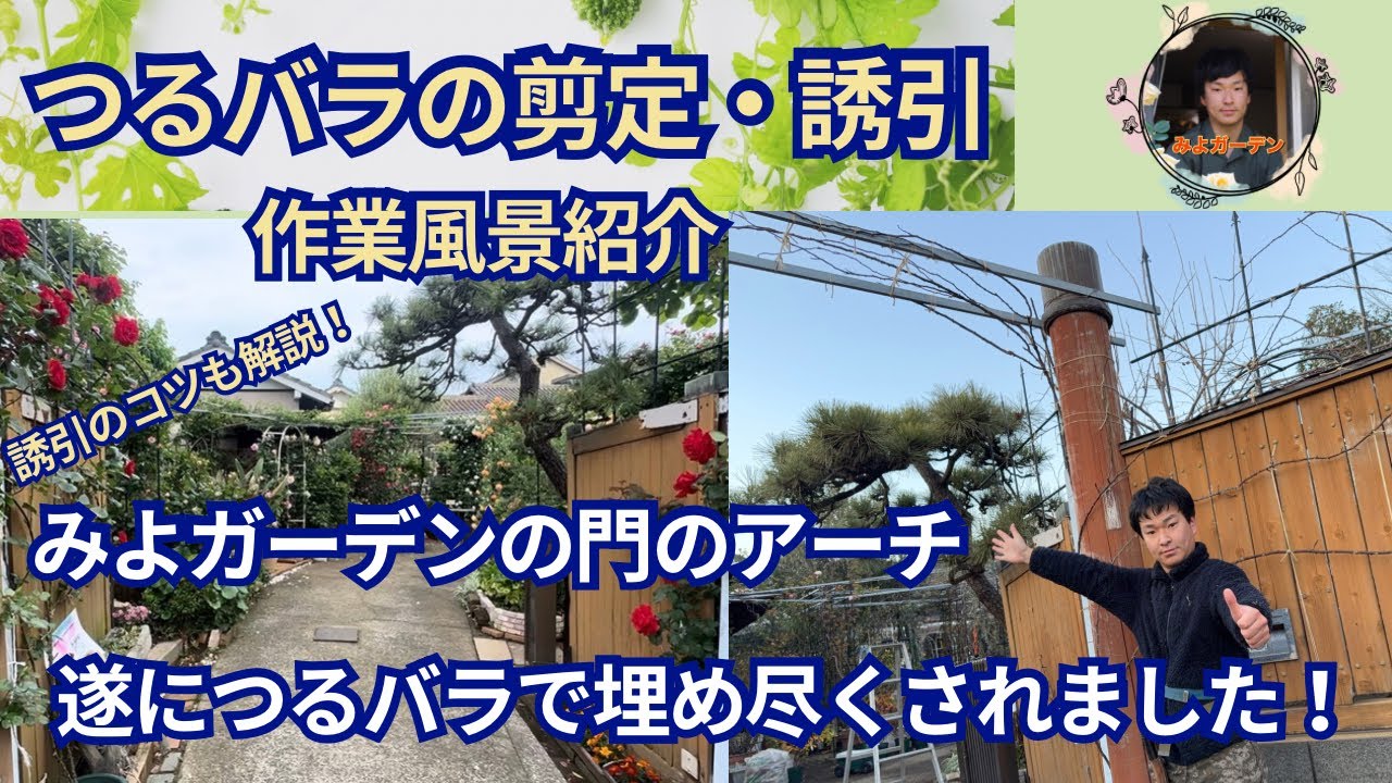 つるバラを門の大型アーチに誘引！遂にバラのトンネルが完成しました！【つるバラの剪定・誘引】