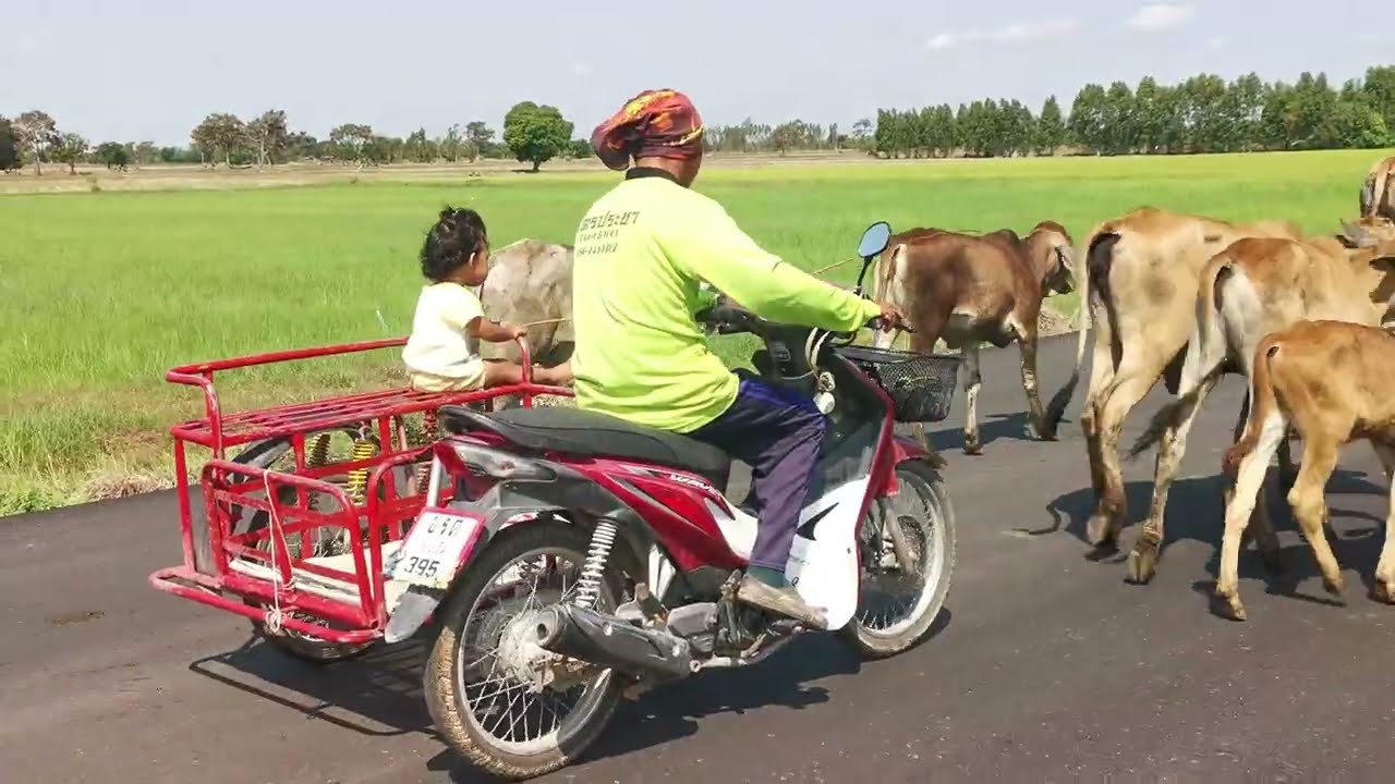 พาพี่น้องมาชมบรรยากาศชนบทกับพ่อใหญ่เรียม+แม่ใหญ่หมอนปล่อยงัวไปเลี้ยงหลังฝนตกหญ้ากำลังงาม