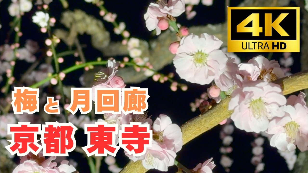 京都の梅 2026｜東寺の梅「月回廊」の様子もあわせて4Kで収録 Kyoto Toji Temple plum blossoms