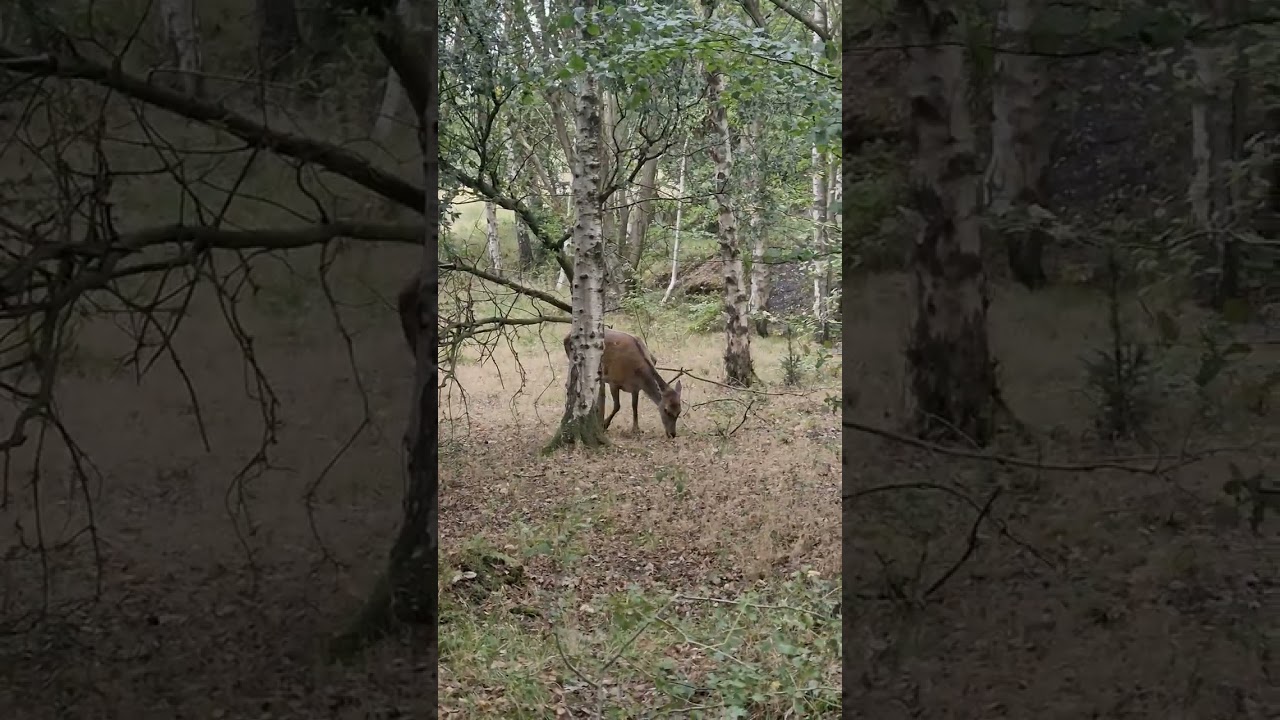 Magical moment as it felt like the deer was staring into my soul 💖💖💖