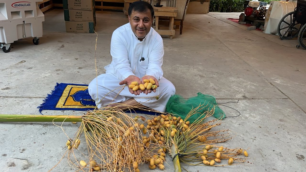 طريقة الحصول على حبة كبيرة من التمور