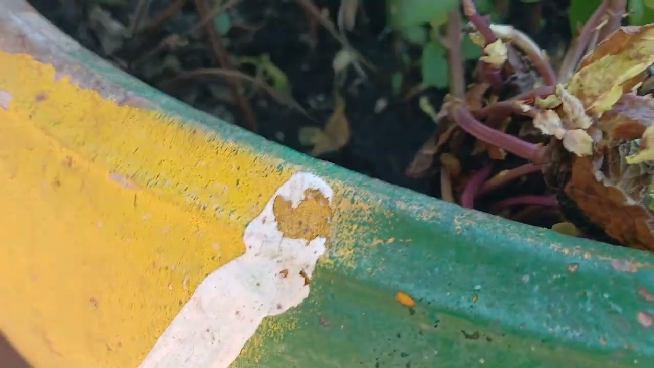ผักโขม