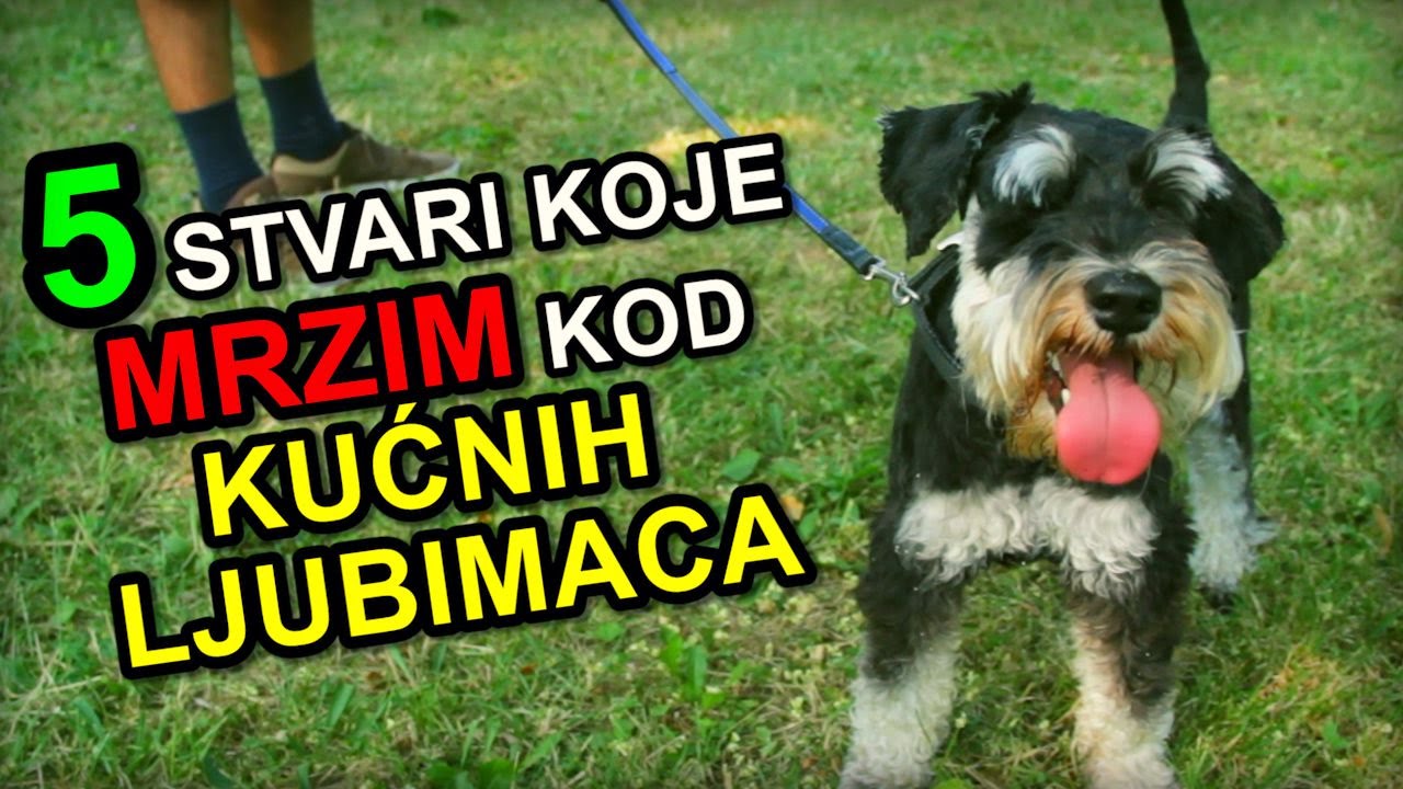 5 Stvari Koje Mrzim Kod - KUĆNIH LJUBIMACA