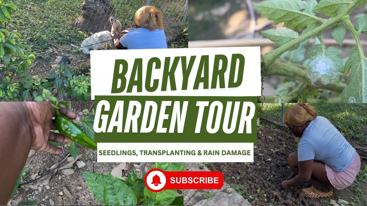 Backyard Garden Tour | Seedlings, Transplanting & Rain Damage
