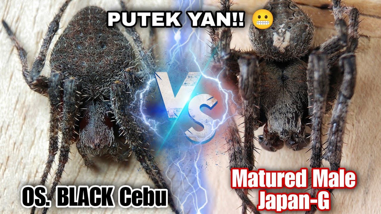 Matured male Gagambang Japan VS Cebu Lines BLACK / Di ko Sukat akalain! GRABE BA!!😬