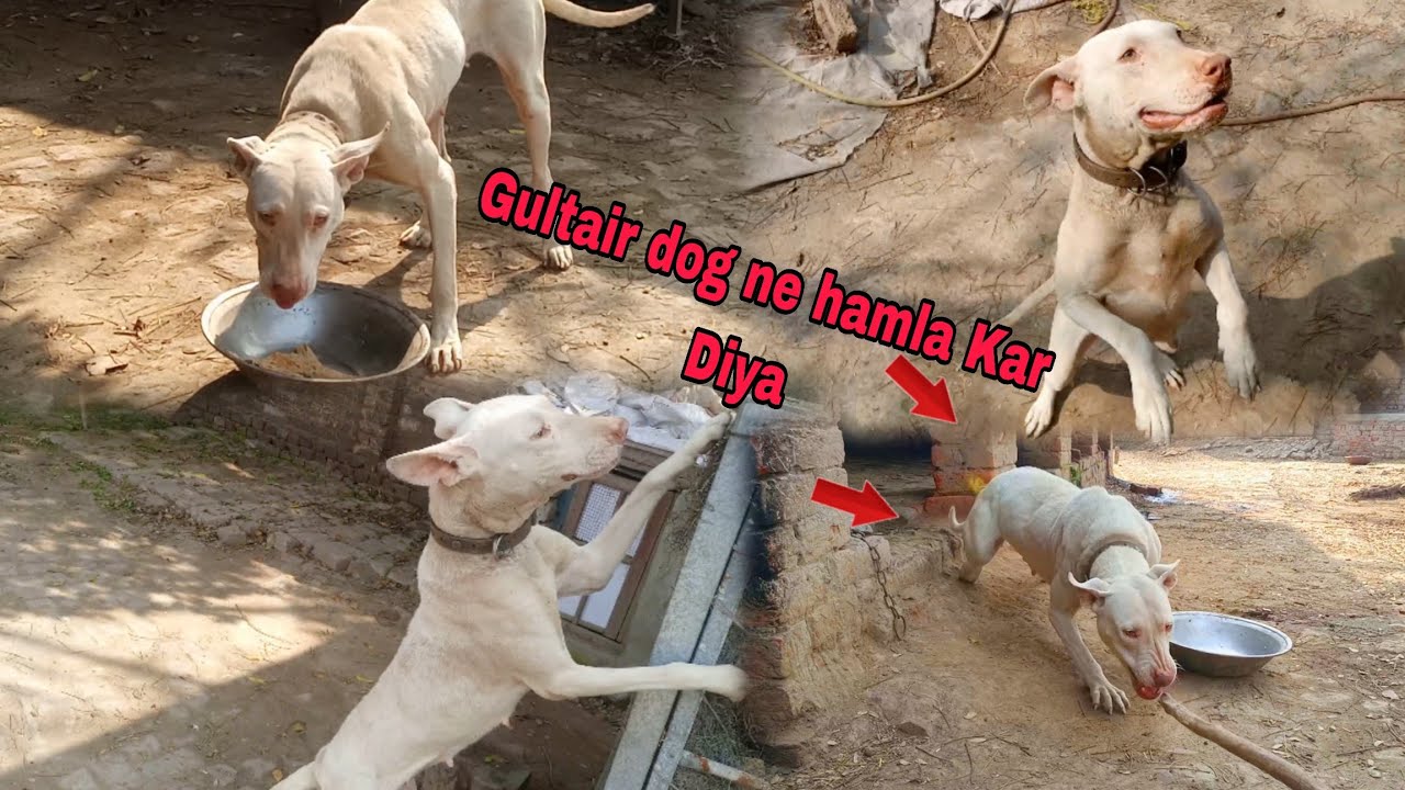Gultair dog ne attack kar Diya 😳😱 Haider Shok vlog YouTube video bully Dog 