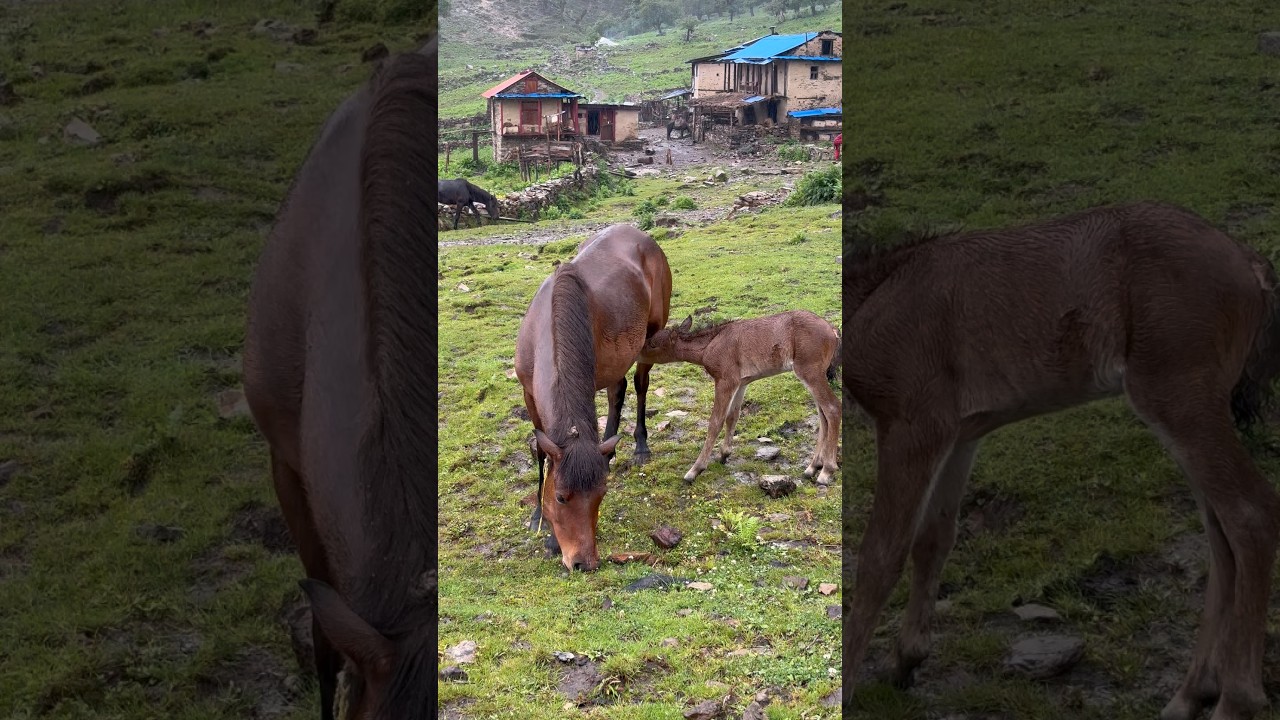 Storm, Rain and Hardship in Nepal&rsquo;s Himalayas | The Struggle of a Happy Rural Family
