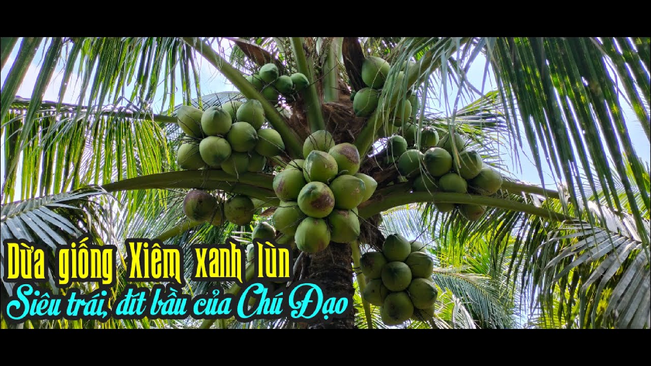 CHỌN GIỐNG DỪA XIÊM XANH LÙN PHẢI ĐẠT 4 TIÊU CHÍ: SIÊU TRÁI; HOÀNH TO; CÙI DÀI, KHÔNG THỤ PHẤN CHÉO.