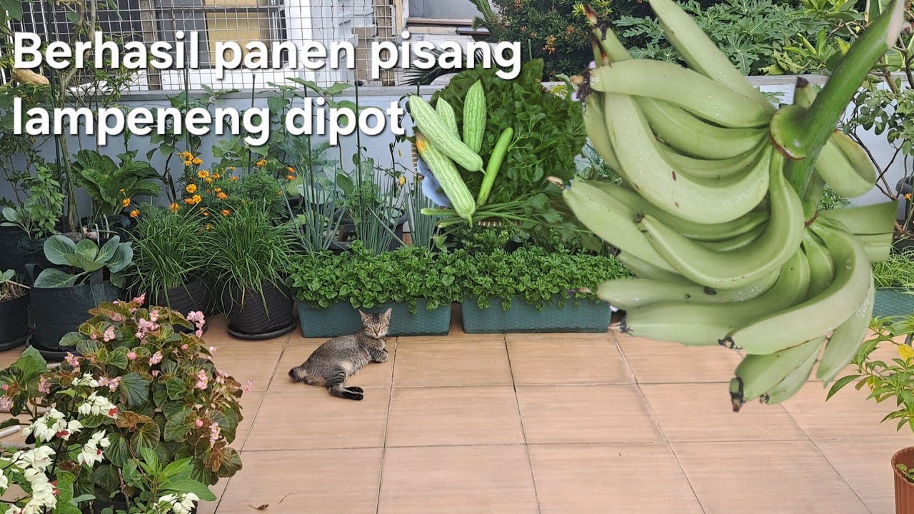 Panen pisang tanam di pot berhasil lagi, berkebun di musim hujan, panen sayuran segar, tanam tomat 