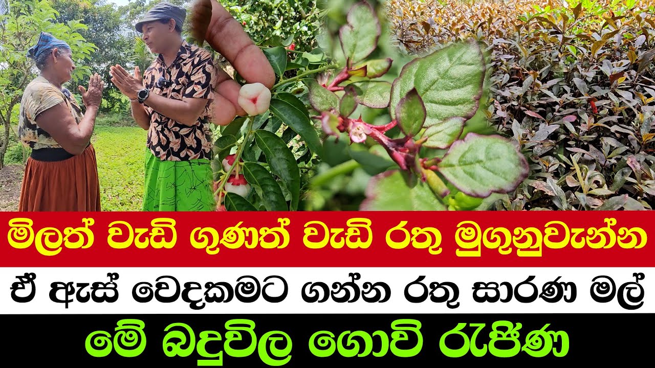 Hidden Gem: A Farm Full of Rare Vegetables | Hidden Tips from the Queen of Agriculture