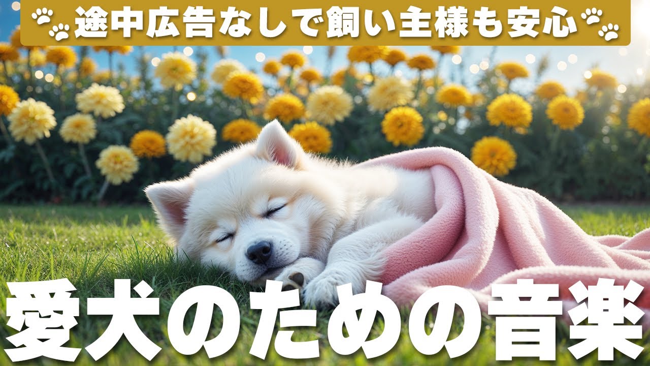 愛犬が落ち着く音楽 (12時間広告なし) 🐶 犬をリラックスさせる音楽 | ピアノ音楽 / vol.820