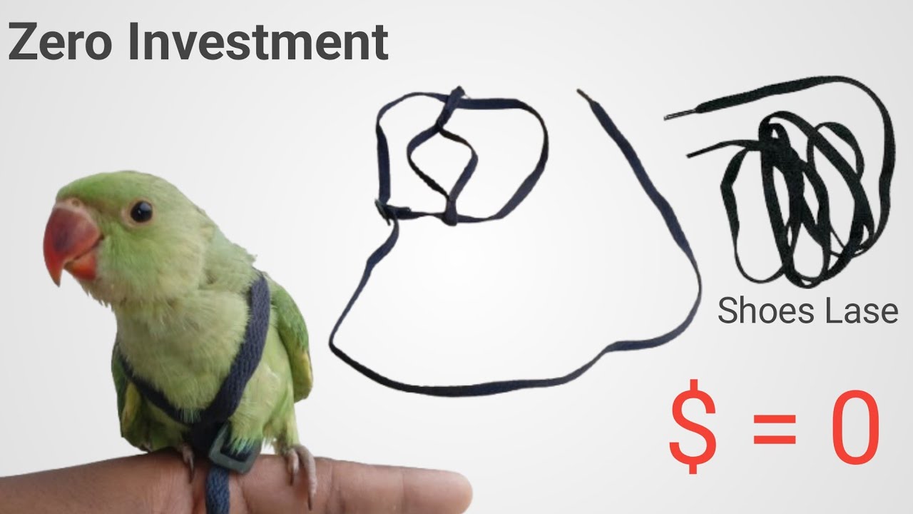 How To Make Harness !! How To Make Birds Harness !!